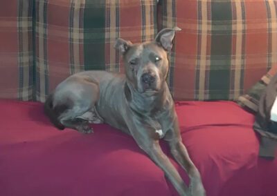 grey dog laying on a couch