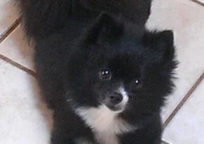 black and white dog