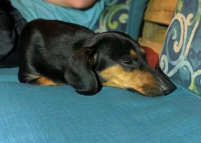 dog laying down