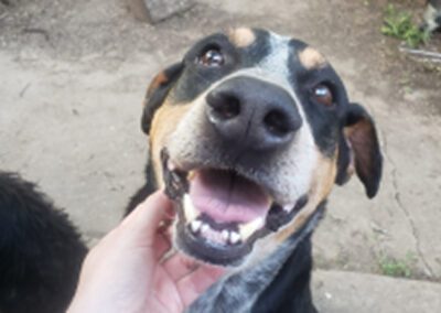 smiling dog