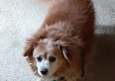 fluffy dog