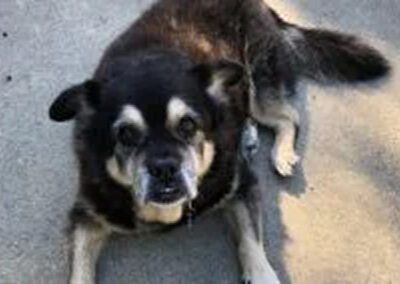 dog laying down