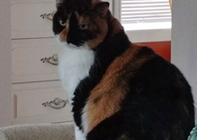 calico cat