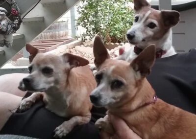 three dogs sitting on a couch