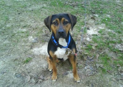 dog sitting outside
