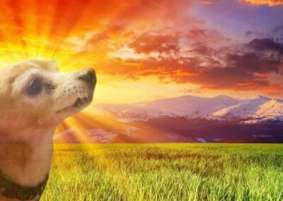 dog photoshopped in front of a sunset
