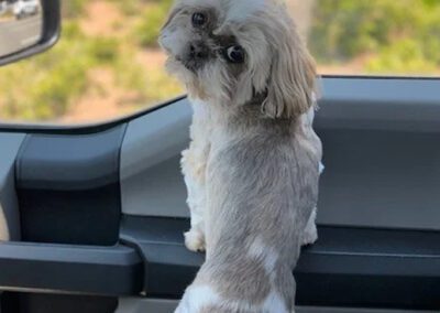 dog looking out a window