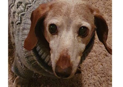 dog wearing a sweater