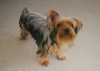 yorkie dog