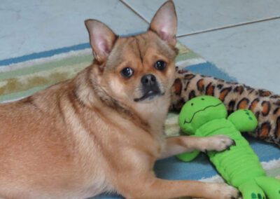 dog playing with a toy