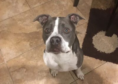 grey and white dog