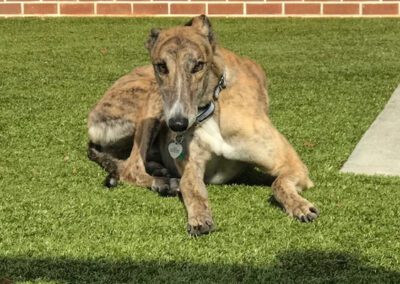 greyhound laying outside
