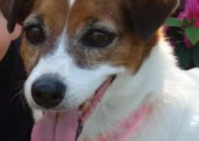 jack russel terrier