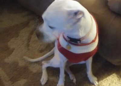 dog wearing a sweater