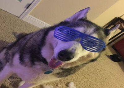 dog wearing sunglasses