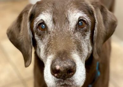 dog with white face