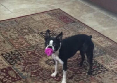 black and white dog playing with toy