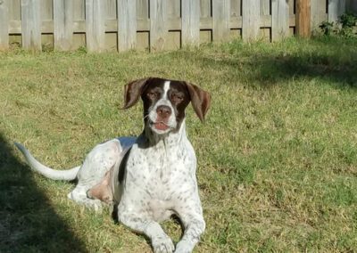 dog laying in a yard