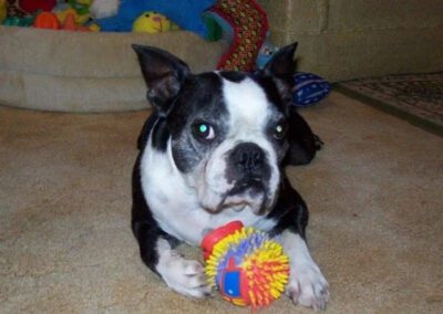 dog playing with a toy