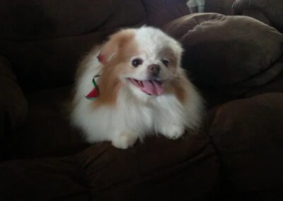 dog sitting on a chair