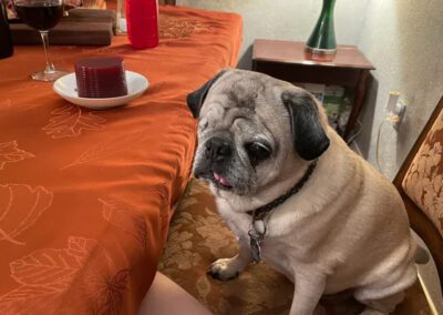 pug sitting at table waiting for food