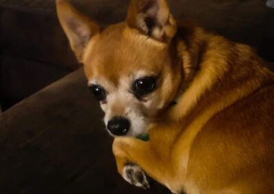 dog laying down