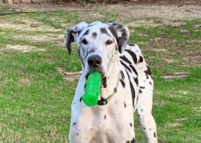 great dane