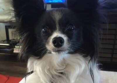 black and white dog