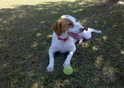 white and red dog playing with a toy