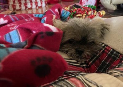 dog laying in a blanket