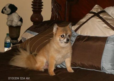 dog laying on a bed