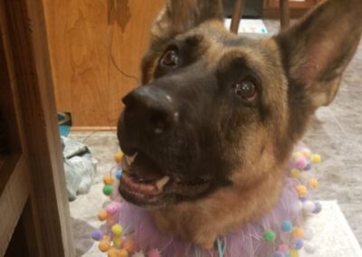 german shepherd