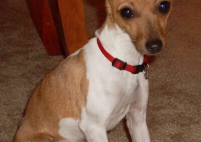 red and white dog