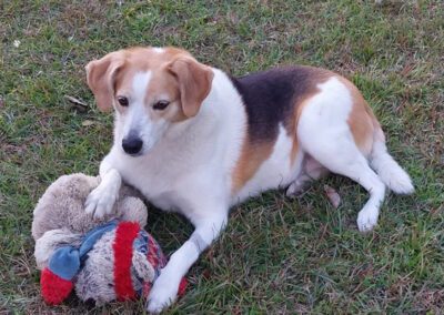dog laying outside with a toy