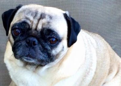 pug