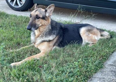 german shepherd