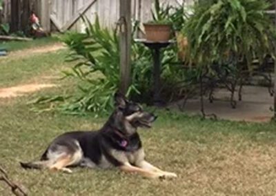 dog laying in a yard