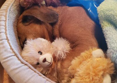 dog laying with a toy