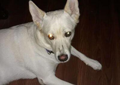 white dog