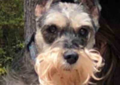 dog with a beard