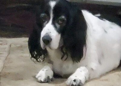 white and black dog
