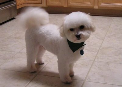 white fluffy dog