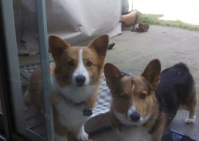 two corgis