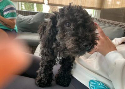 black dog with curly hair