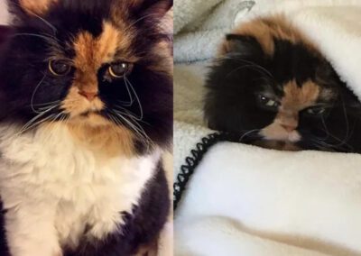 calico long haired cat