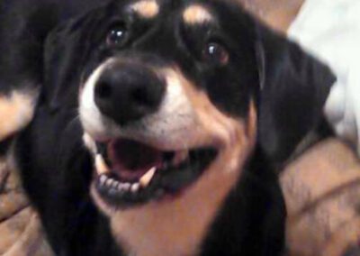 black and tan dog