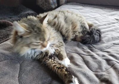 cat laying on a bed