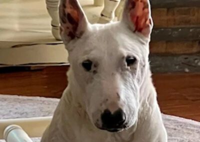 white dog