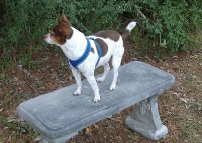 dog standing on a bench