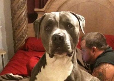 grey and white dog